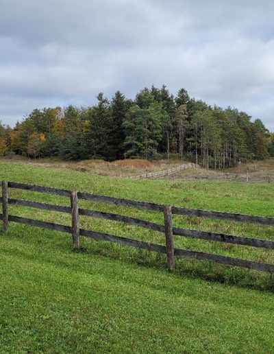 Stewart Farm Puslinch - east field