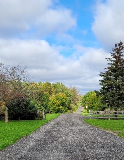 farm laneway flanked by trees in autumn