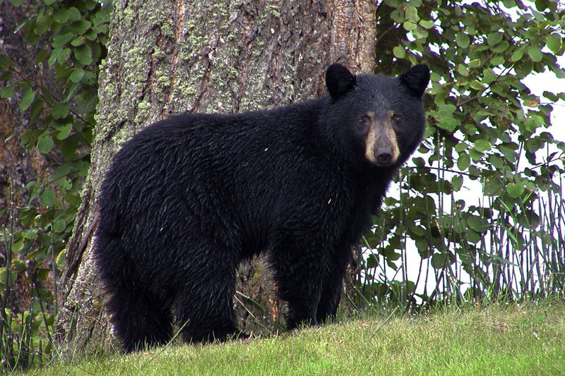 Canadian Black Bear